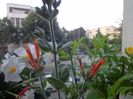 Dicliptera suberecta