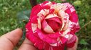 Cu o floare superba