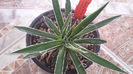Agave Schidigera Banded 2
