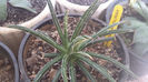 Agave filifera ssp multifilifera 2