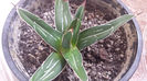 Agave Victoria Reginae 4