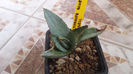 Agave Titanota Blue Ball