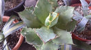 Agave Titanota Compacta