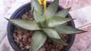 Agave Romanii Pale