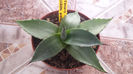 Agave Parryi Guadalajara