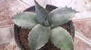 Agave Parryi ssp Parryi