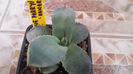 Agave Parryi Truncata "Ronde"