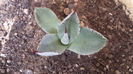 Agave Parryi