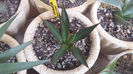 Agave Lophantha Poselgeri