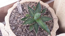 Agave Xylonacantha