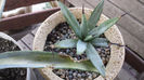 Agave macroacantha 2