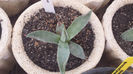 Agave Parrasana 2