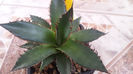 Agave Horrida Dark