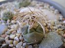 Turbinicarpus macrochele v. kupcakii
