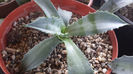 Agave deserti var simplex