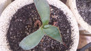 Agave Maximiliana var. Katharinae