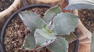 Agave Colorata