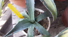 Agave Durangensis