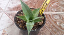 Agave Sebastiana 'Silver Lining'