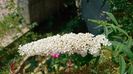 Budleja-