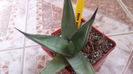 Agave Nigra (victoriae-reginae x scabra)