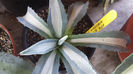 Agave Americana Mediopicta Alba 3