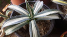 Agave Americana Mediopicta Alba 4