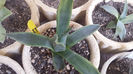 Agave Protoamericana  Marginata Lime