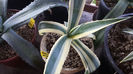 Agave Americana Marginata clona 1