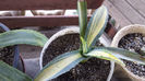 Agave Americana Mediopicta Aurea