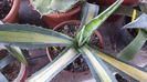 Agave Americana Mediopicta Lutea 2