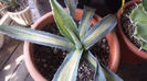 Agave Americana Mediopicta Lutea