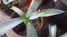 Agave Protoamericana Mediopicta Lemon-Lime 2