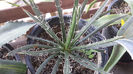 Agave filifera ssp multifilifera