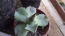 Agave Potatorum Striata Light 2