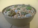 Grup de 7 Turbinicarpus