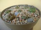 Grup de 7 Turbinicarpus