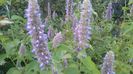 Agastache foeniculum