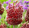 Bulbi Allium Red Mohican (Ceapa decorativa)