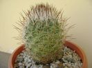 Gymnocactus beguinii (Turbinicarpus mandragora v. beguinii)