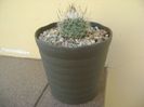 Gymnocactus beguinii v. senilis (Turbinicarpus beguinii v. senilis)