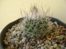 Gymnocactus beguinii v. senilis (Turbinicarpus beguinii v. senilis)