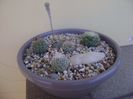 Grup de 5 Gymnocactus