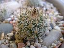 Gymnocactus beguinii