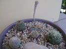 Grup de 5 Gymnocactus