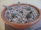 Grup de 6 Turbinicarpus