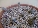 Grup de 6 Turbinicarpus