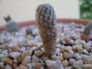 Turbinicarpus pseudopectinatus