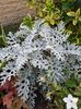 Senecio cineraria