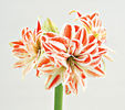 Bulbi Amaryllis Dancing Queen (Hipperastrum)